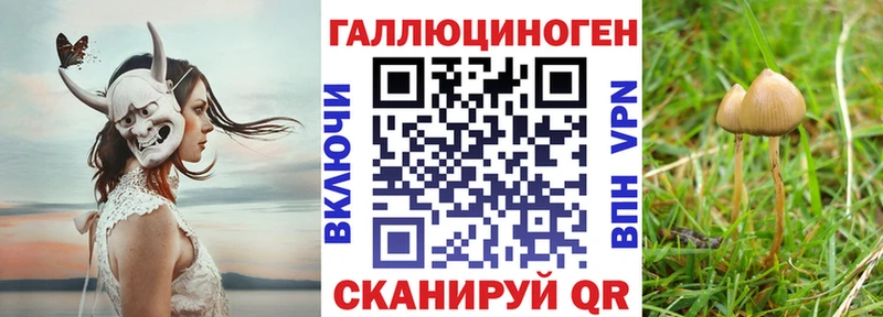 mega онион  Истра  Галлюциногенные грибы Psilocybine cubensis 